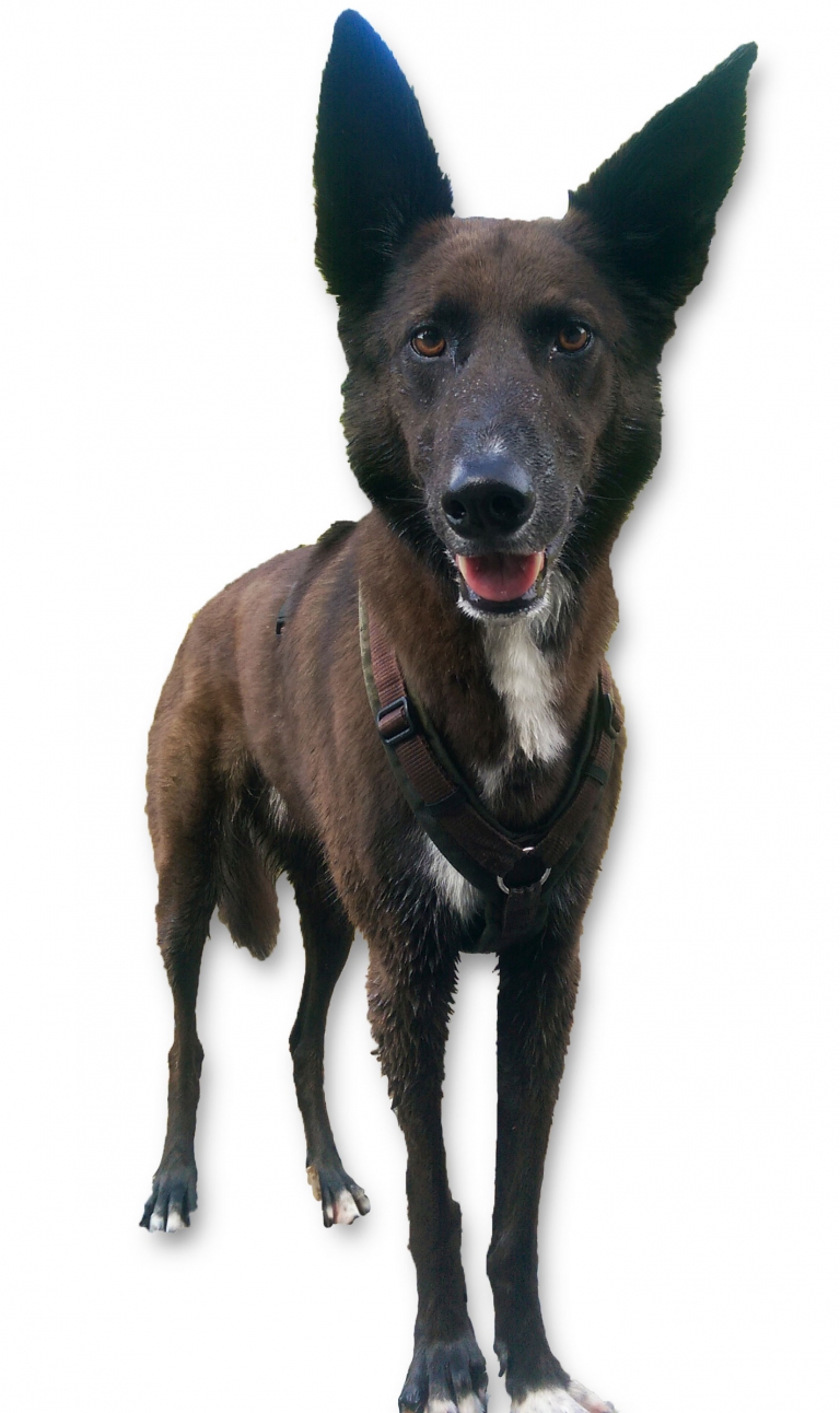 hundfreigestellt Rosi Müller Praxis für Physiotherapie und